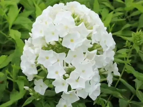 宿根福禄考(白色),辽宁宿根福禄考