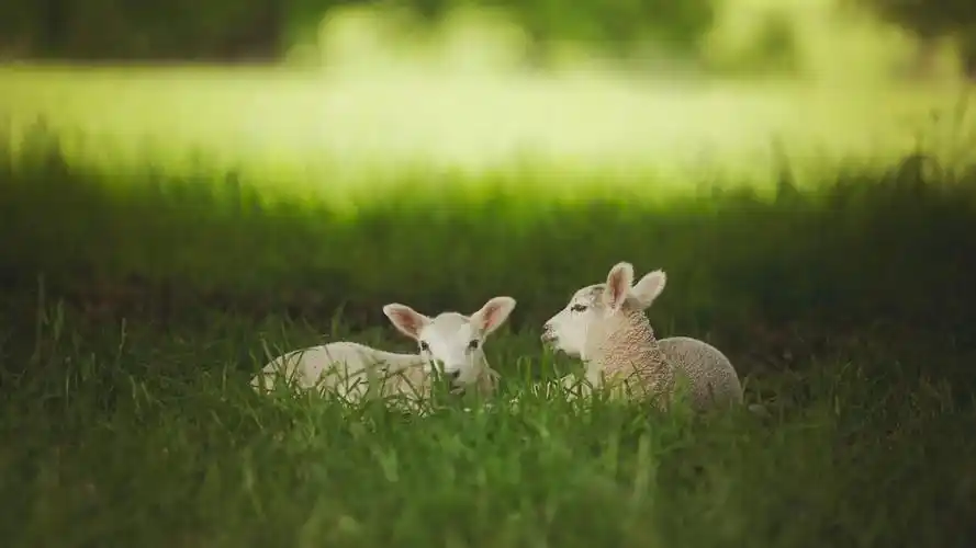 可爱小羊羔图片大全-动物壁纸-高清动物图片-第3图-娟娟壁纸