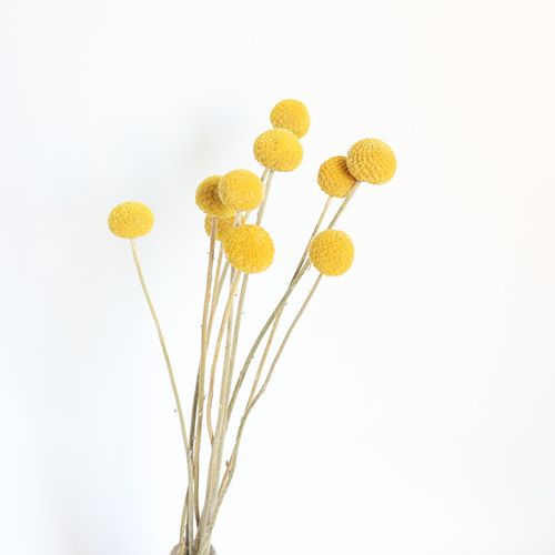 兔尾草满天星干花混搭花束diy材料花客厅装饰 云南工厂批发