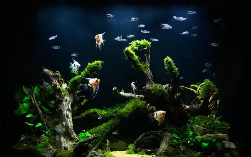 鱼缸造景图片 (67)