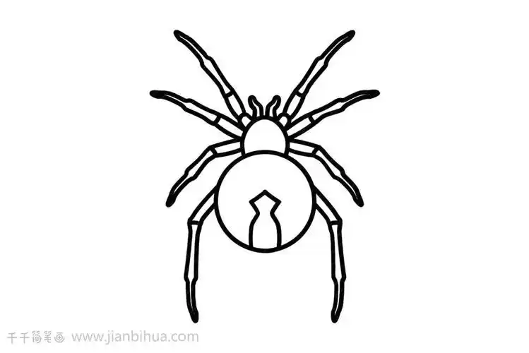 蜘蛛简笔画零基础绘画