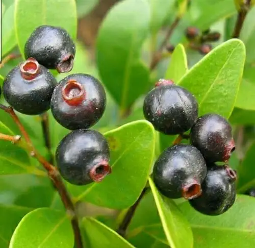 赤楠,泰顺人称之为"革柃",果实虽味道不错,但核大,能吃的肉和