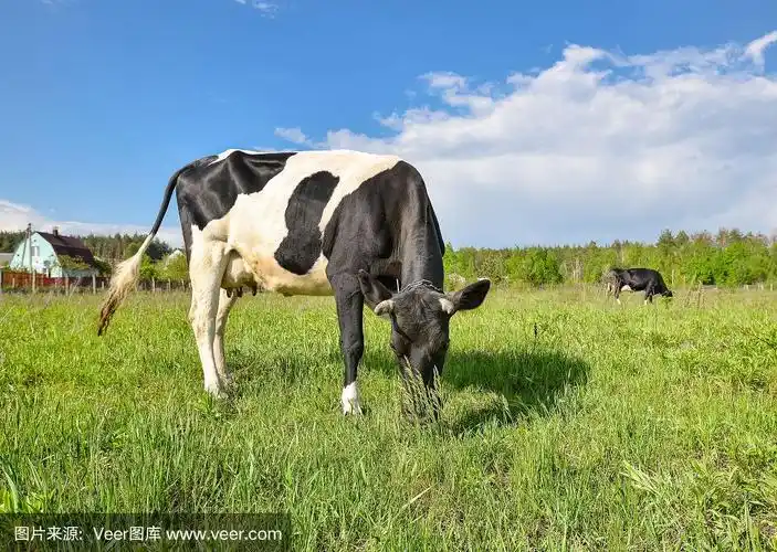 奶牛在农场吃草,看着镜头.黑白两色的小牛在牧场上吃草.
