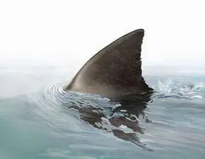 鲨鱼鳍有什么用