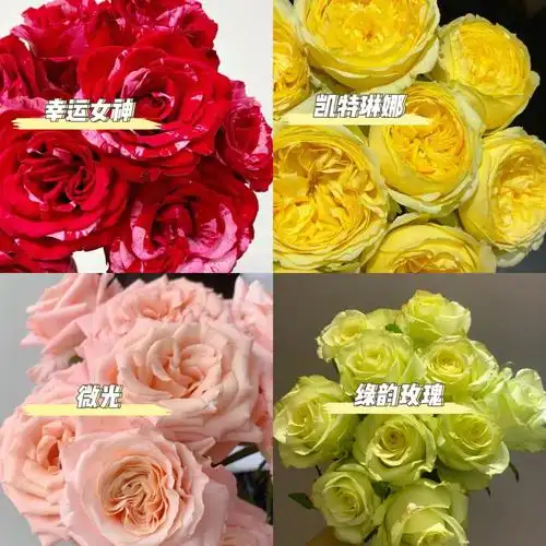 每日一花不同种类玫瑰花的浪漫
