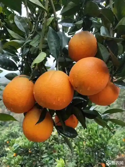 湖北宜昌秭归脐橙纽荷尔长红圆红产地直发
