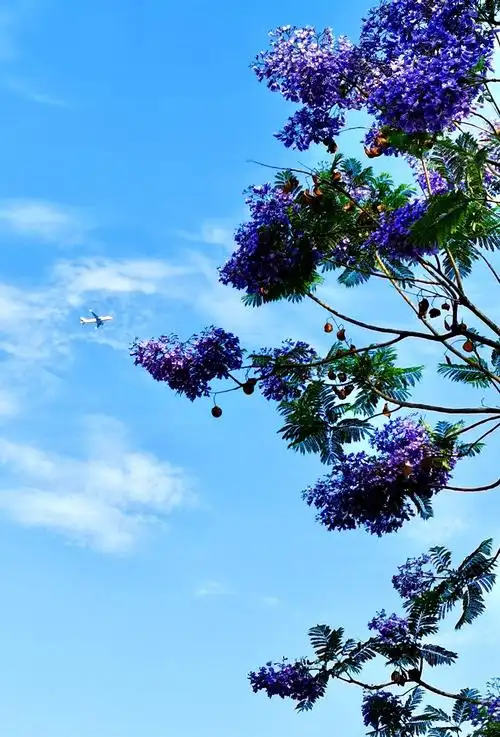 浪漫的五月,在成都就能邂逅最梦幻的蓝花楹!