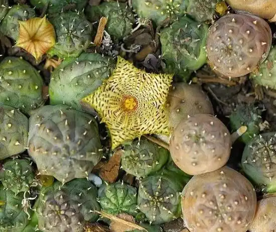 萝藦科看上去就不像地球生物的神奇物种