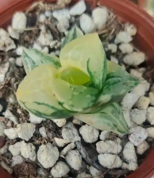 多肉出锦  #十二卷  #多肉  #园艺