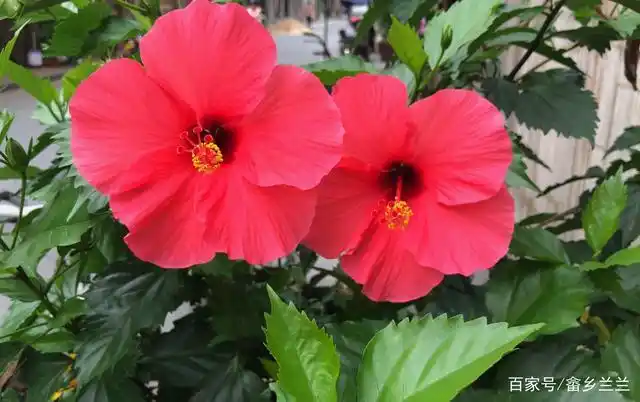 扶桑花插左耳与插右耳的寓意完全不同!弄错尴尬了,一起来了解下