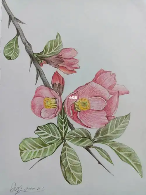 彩铅海棠花临摹28
