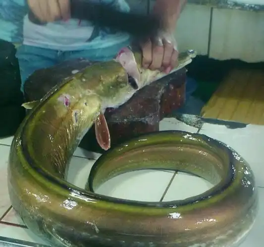 海鲜有哪些-认识各种海鲜名字大全71