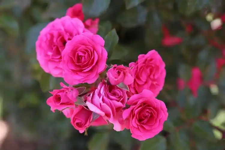 月季花图片花卉鲜花花朵月季花月季