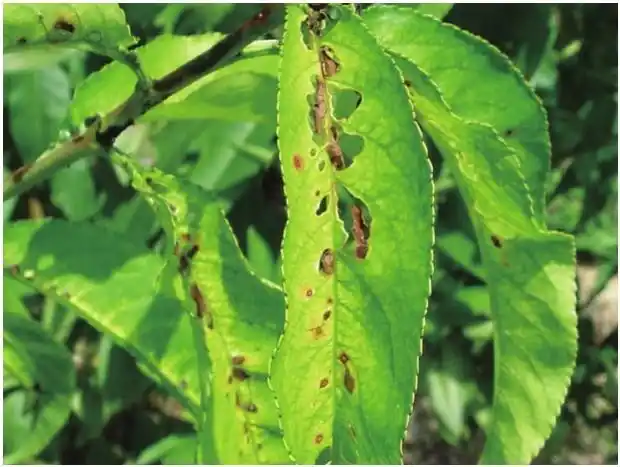 桃树桃细菌性穿孔病有怎样的发病特征?_百度知道