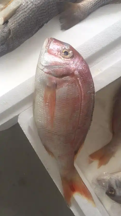 野生鲷鱼