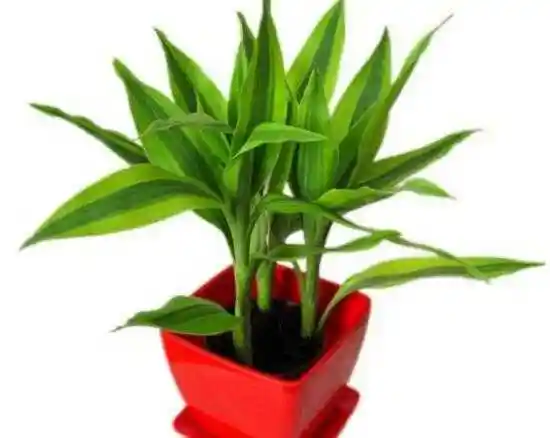 因此受到大部分人环境,不过对于大多数人来说,富贵竹品种虽然比较多