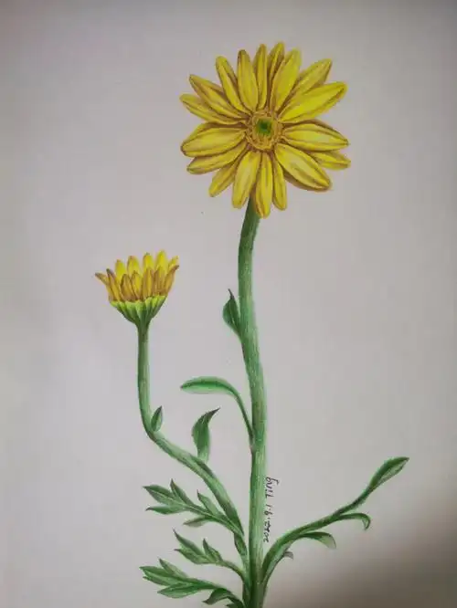 是秋天的颜色#彩铅画  #画画的日常  #小雏菊98