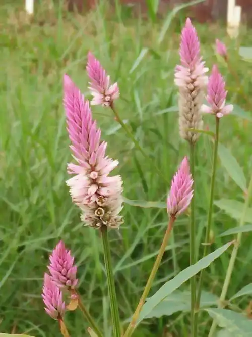 路边的野花也可赏