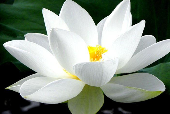 雪莲是一种名贵中草药,生长在我国终年积雪的西北天山和西藏的墨脱一