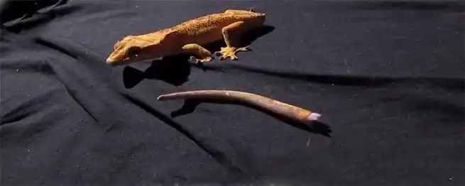 壁虎的尾巴断掉了为什么尾巴还能动