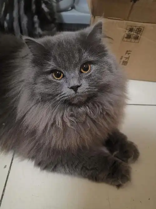 高地蓝猫找女朋友啦