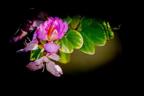 去年此时我在柳州所拍紫荆花,一年又匆匆而过.