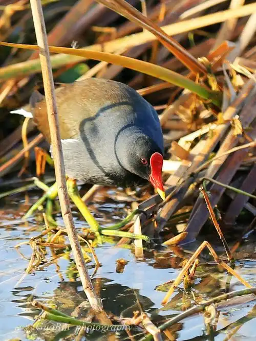 我们的邻居秧鸡子