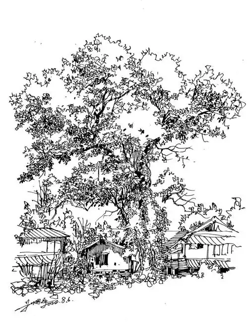 参天大树钢笔速写手绘记录