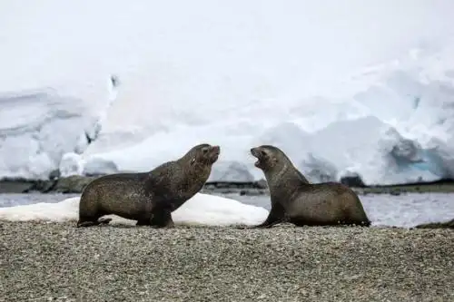 海狗就是海豹吗?