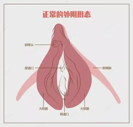 听过几百个女性朋友反应阴部这个地方也会萎缩长褶皱