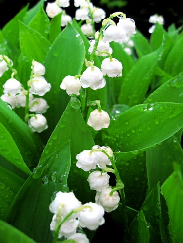 天堂银铃铃兰109