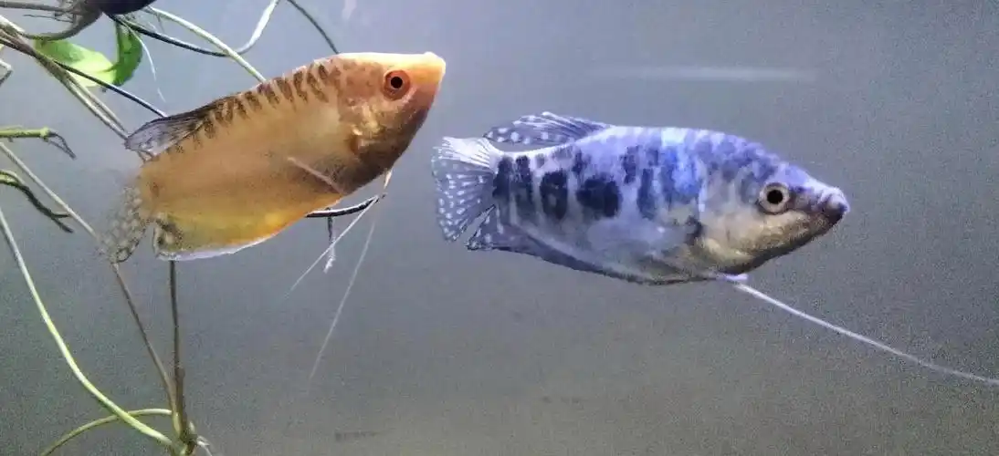 曼龙鱼能长多大,蓝曼龙鱼为什么很少人养