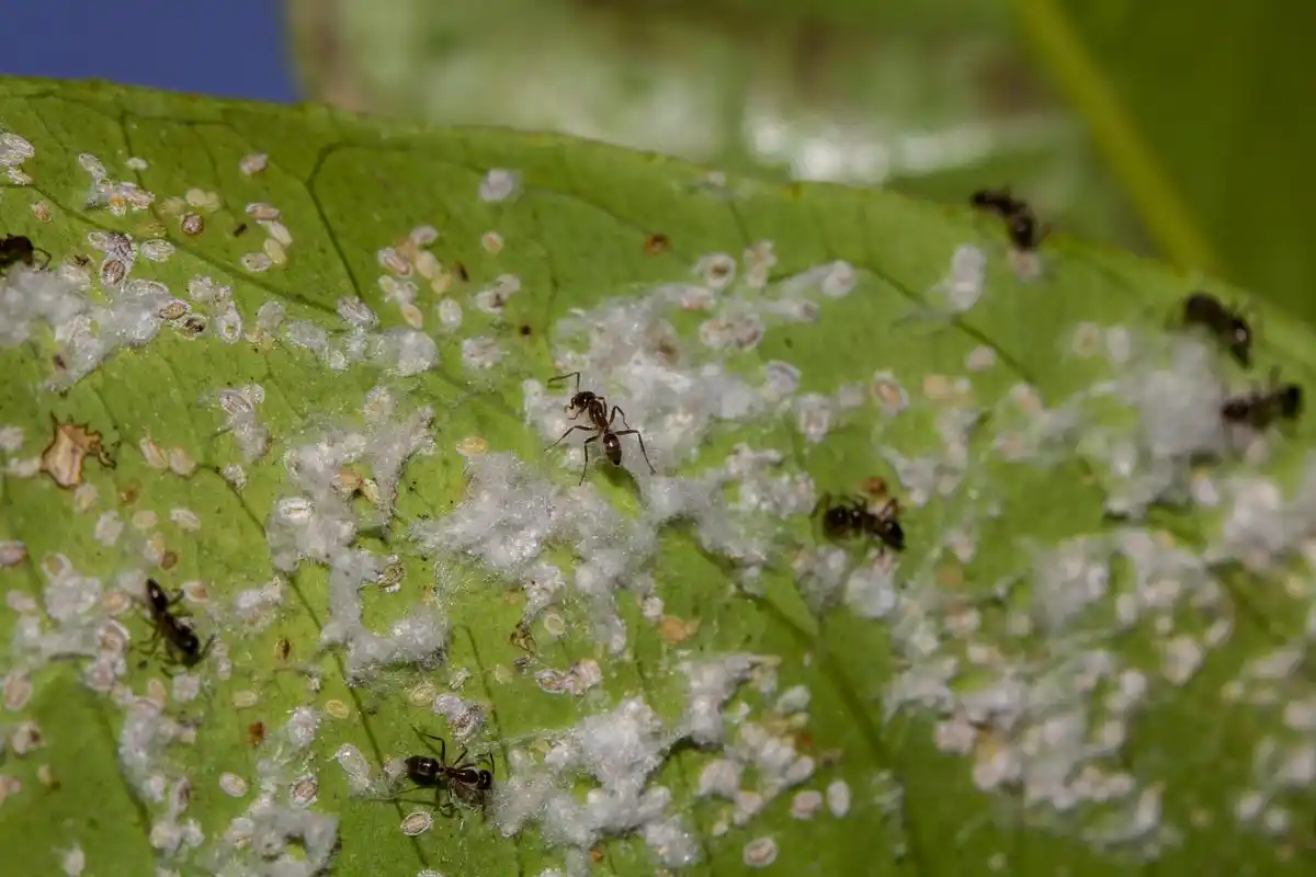 红蜘蛛是一种常见的害虫,主要危害植物的叶片,严重时会导致植株死亡.