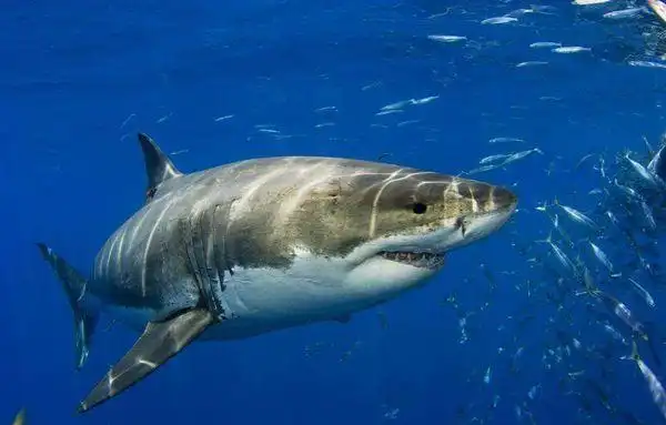 海洋生物展带你了解淡水鲨鱼的生活习性