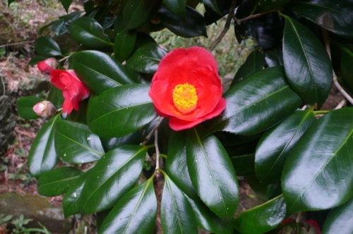 浙江红山茶 camellia chekiangoleosa hu