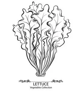 蔬菜生菜图片-蔬菜生菜素材-蔬菜生菜插画-摄图新视界