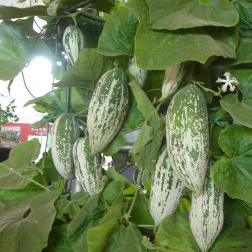 种子老鼠春季夏季四季蔬菜爬藤瓜果阳台盆栽家庭园艺种子