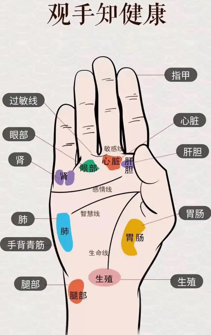 手诊纹理,是身体脏腑组织器官或人文活动受到外部一切