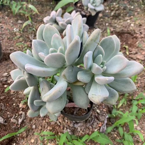 多肉小老桩 冬美人小老桩办公室阳台多肉植物