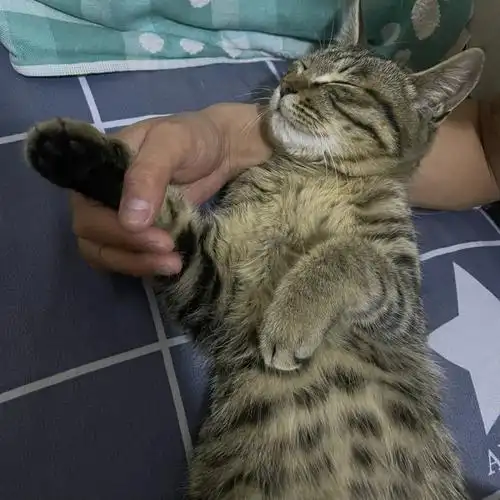 各路大神帮我看看这个棕虎斑还是狸花猫说什么的都有 给我都整懵了#美