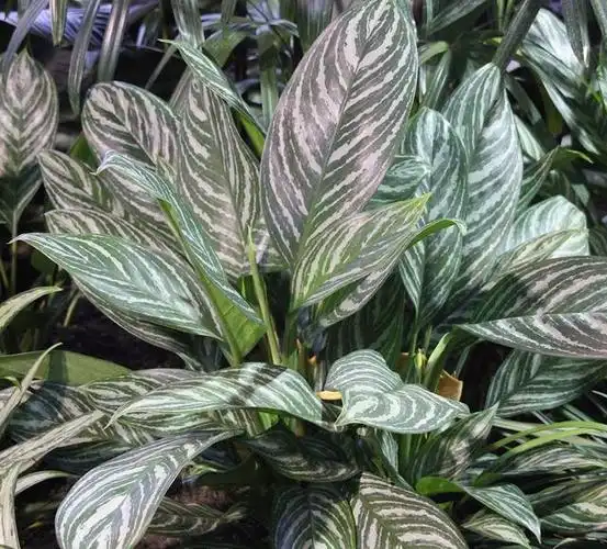 广东万年青开花图片-知画百科