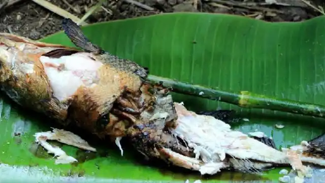 野外生存:俩小孩在野外烤鱼,竟是这样烤的,网友:真是让人想不到!