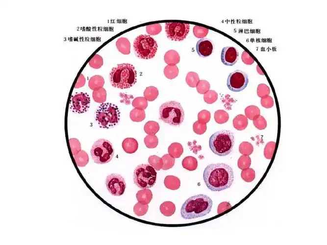 第五章 血液的组成与功能