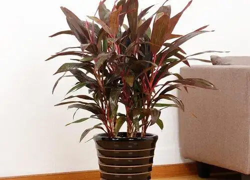 红铁树怎么养殖长得好