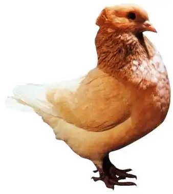 美国巨型毛冠鸽