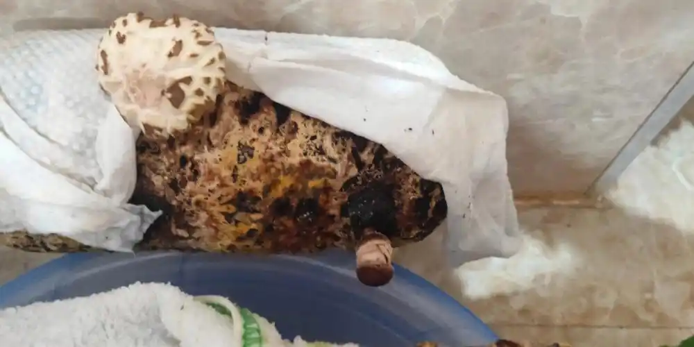 自家种蘑菇  今年的内蒙古简直多灾多难,前段时间下暴雪,差点没吃的