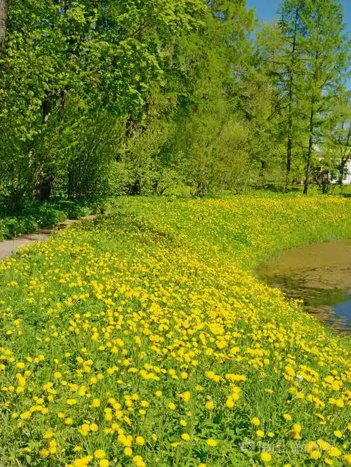 在春天的自然景观