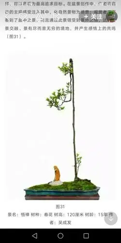 文人树盆景
