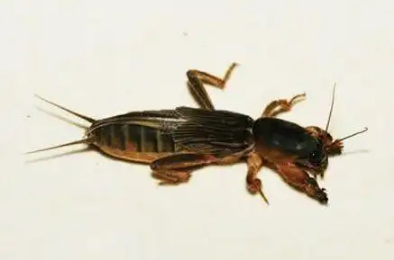 东北人所说的拉姑是什么意思