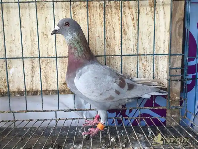 漂亮红二线雄佩带橙色活口电子环不知道哪个公棚鸽子环号